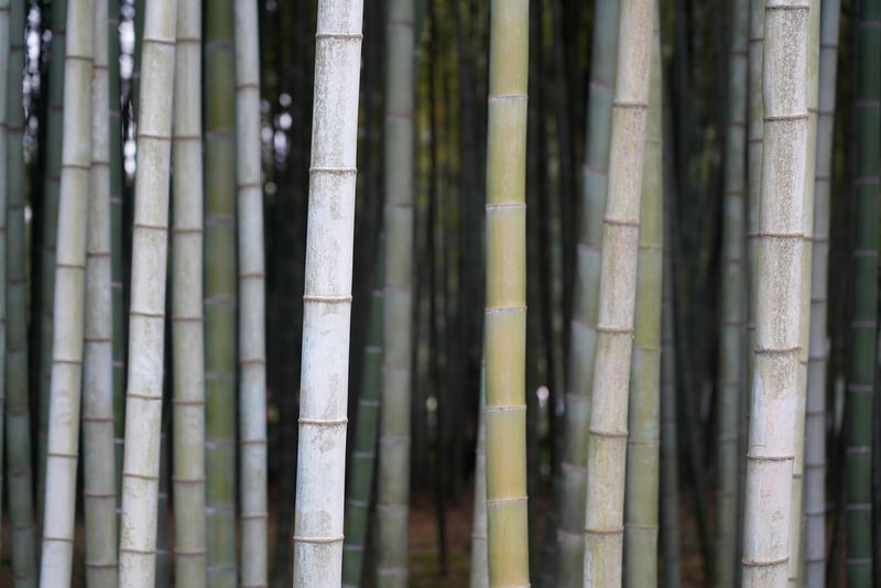 Bamboo Wood